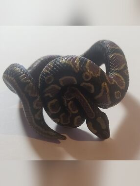 Ball Python Realistic Reptile Bracelet/ Figurine - Black and Brown